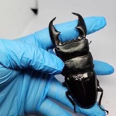 スマトラヒラタクワガタ♂️101mm♀️フリーサイズペアの画像