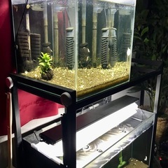 ファンシータイガー太極 水槽 飼育フルセットの画像