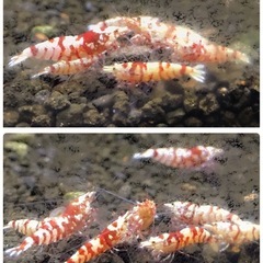 ファンシータイガー太極 水槽 飼育フルセットの画像
