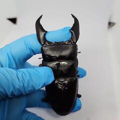 スマトラヒラタクワガタ♂️104mm♀️50UP2頭　トリオの画像