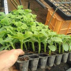 野菜　野菜苗