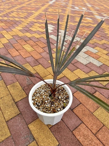 ビスマルキアノビリスシルバー　　　ヤシ販売