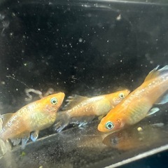 ハイビスカス　