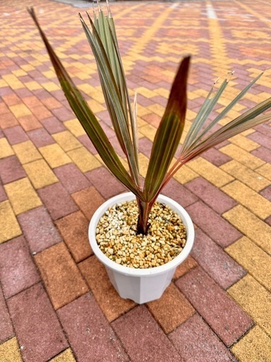 ビスマルキア ノビリスシルバー　　ヤシ販売