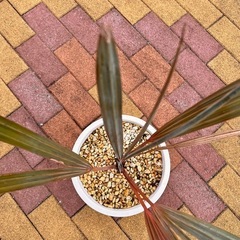 ビスマルキア ノビリスシルバー　　ヤシ販売の画像