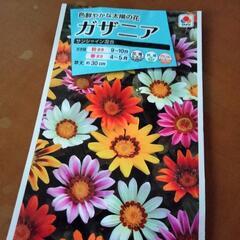 TAKIIのタネ　ガザニア