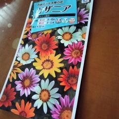 TAKIIのタネ　ガザニアの画像