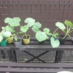 野菜苗　コリンキーかぼちゃ　サラダかぼちゃ