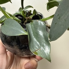 フィロデンドロンシルバーメタル 観葉植物の画像