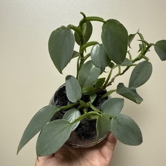 フィロデンドロンシルバーメタル 観葉植物の画像