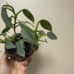 フィロデンドロンシルバーメタル 観葉植物の画像