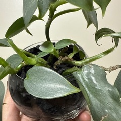 フィロデンドロンシルバーメタル 観葉植物の画像