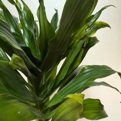 ドラセナコンパクタ 発根済 観葉植物の画像