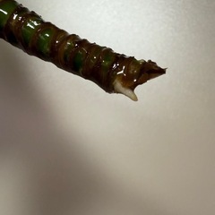 ドラセナコンパクタ 発根済 観葉植物の画像