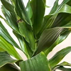 ドラセナコンパクタ 発根済 観葉植物の画像