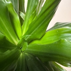 ドラセナコンパクタ 発根済 観葉植物の画像