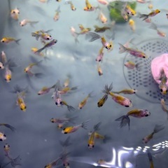 金魚稚魚 残り3セット