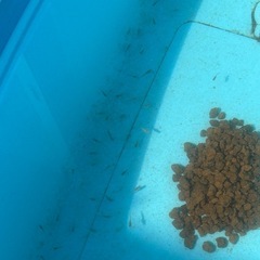 昨年生まれたミックスメダカ幼魚・若魚を格安で！
