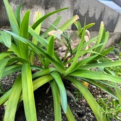ガーデニング植物