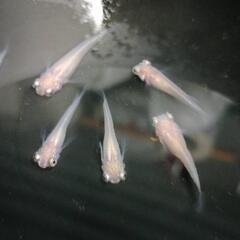 お渡し待ち★めだか〜ポニョ　オス2・メス3+メス1計6匹　 若魚...