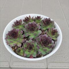 【取引中】多肉植物 鉢植え