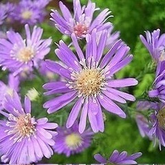 孔雀草