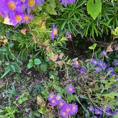 孔雀草の画像