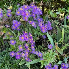 孔雀草の画像