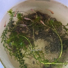 メダカ10匹の画像