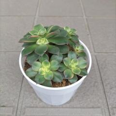 【取引中】多肉植物 鉢植え 夕映え