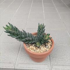 【取引中】多肉植物 鉢植え 黒トカゲ