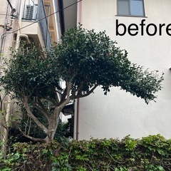 庭手入れ