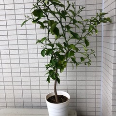 柑橘系の小夏の苗木