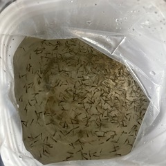 らんちゅう　