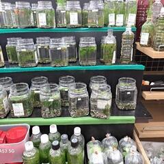 めだか　IN    よらん野の画像