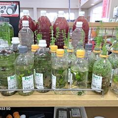 めだか　IN    よらん野の画像