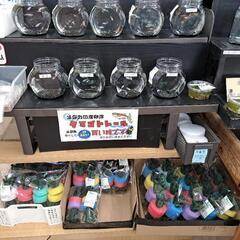 めだか　IN    よらん野