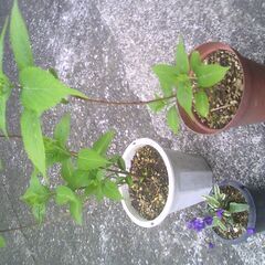 植物、山アジサイ藍姫　３鉢あり