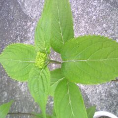 植物、山アジサイ藍姫　３鉢ありの画像
