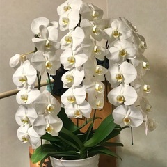 【6】開店祝いの胡蝶蘭（3株）観葉植物