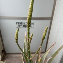 大型アロエ①　🪻もうすぐ開花🪻の画像