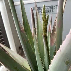 大型アロエ①　🪻もうすぐ開花🪻の画像