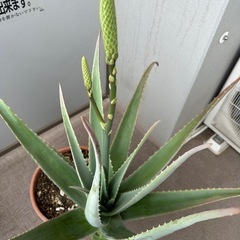 大型アロエ② 🪻もうすぐ開花🪻の画像