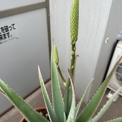 大型アロエ② 🪻もうすぐ開花🪻の画像