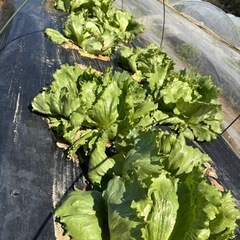 自分で残りわずか‼️
収穫できる 有機野菜、レタスとキャベツ 