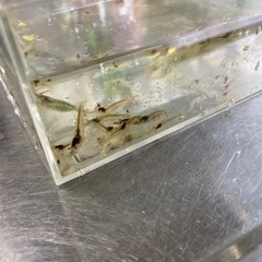 ミナミヌマエビ １０匹からの画像