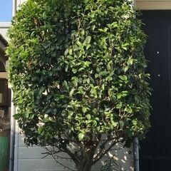 千葉北西部で地植えのキンモクセイ　金木犀　挿し穂 カット枝 余裕の3本！の画像