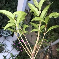 千葉北西部で地植えのキンモクセイ　金木犀　挿し穂 カット枝 余裕...