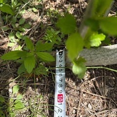 ハイビスカス　植物　花　観葉植物の画像