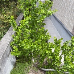 ハイビスカス　植物　花　観葉植物の画像